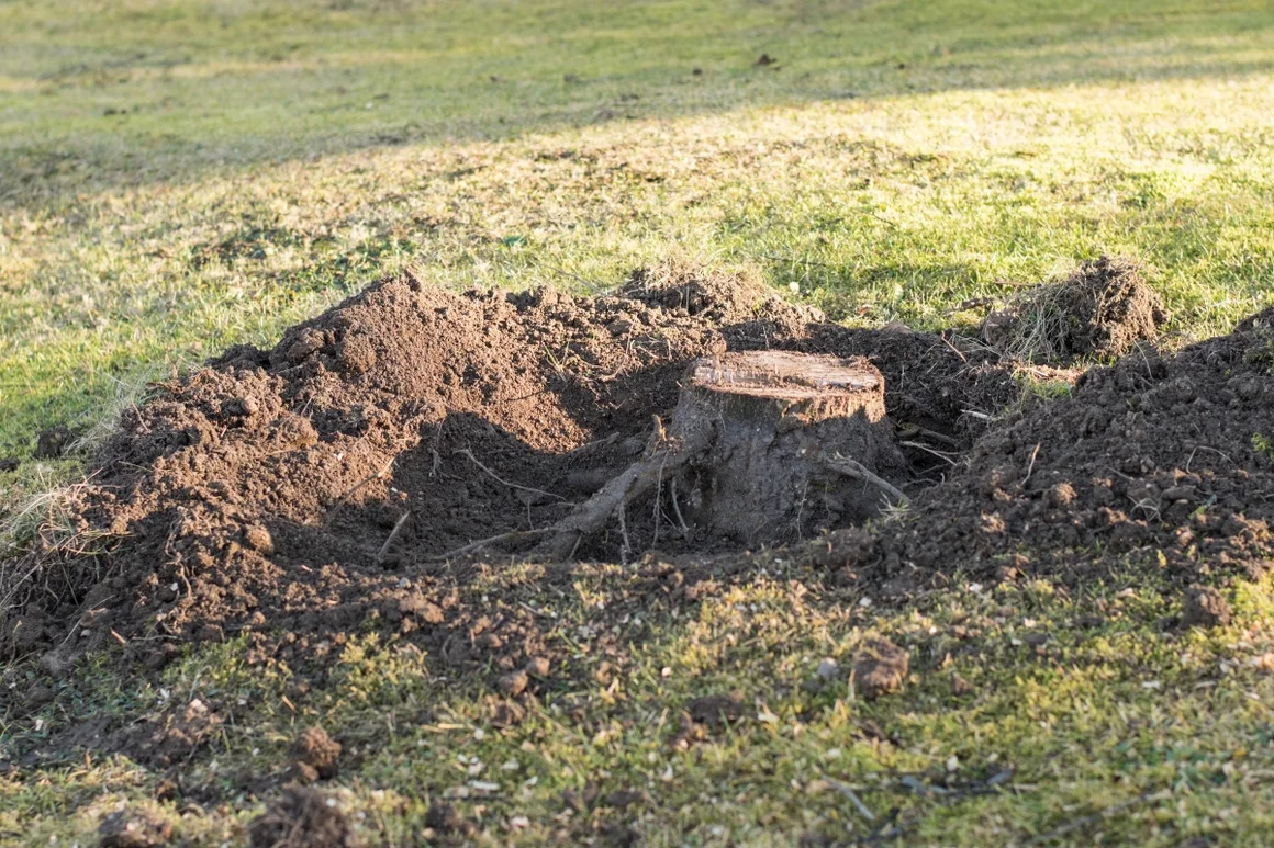 Ein ausgegrabener Baumstumpf mit Wurzeln auf einer grünen Wiese.